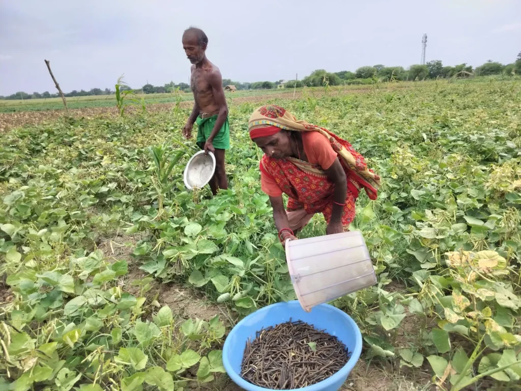 BJUP latest case study