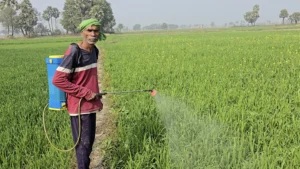 A farmer in Bihar utilizing sustainable agricultural practices supported by BJUP's Natural Resource Management (NRM) & Climate Action programs